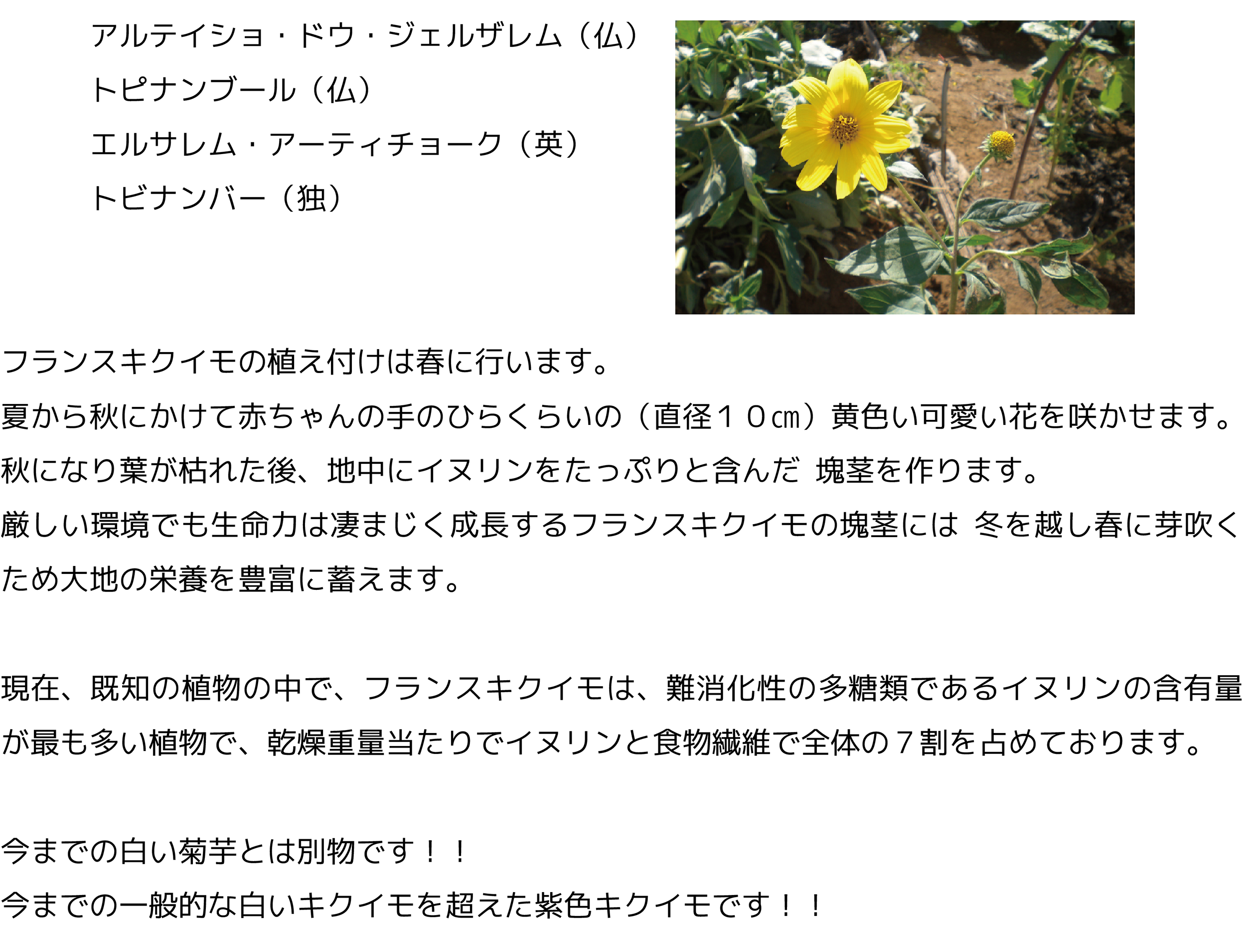 アルティショ・ドゥ・ジェルザイム