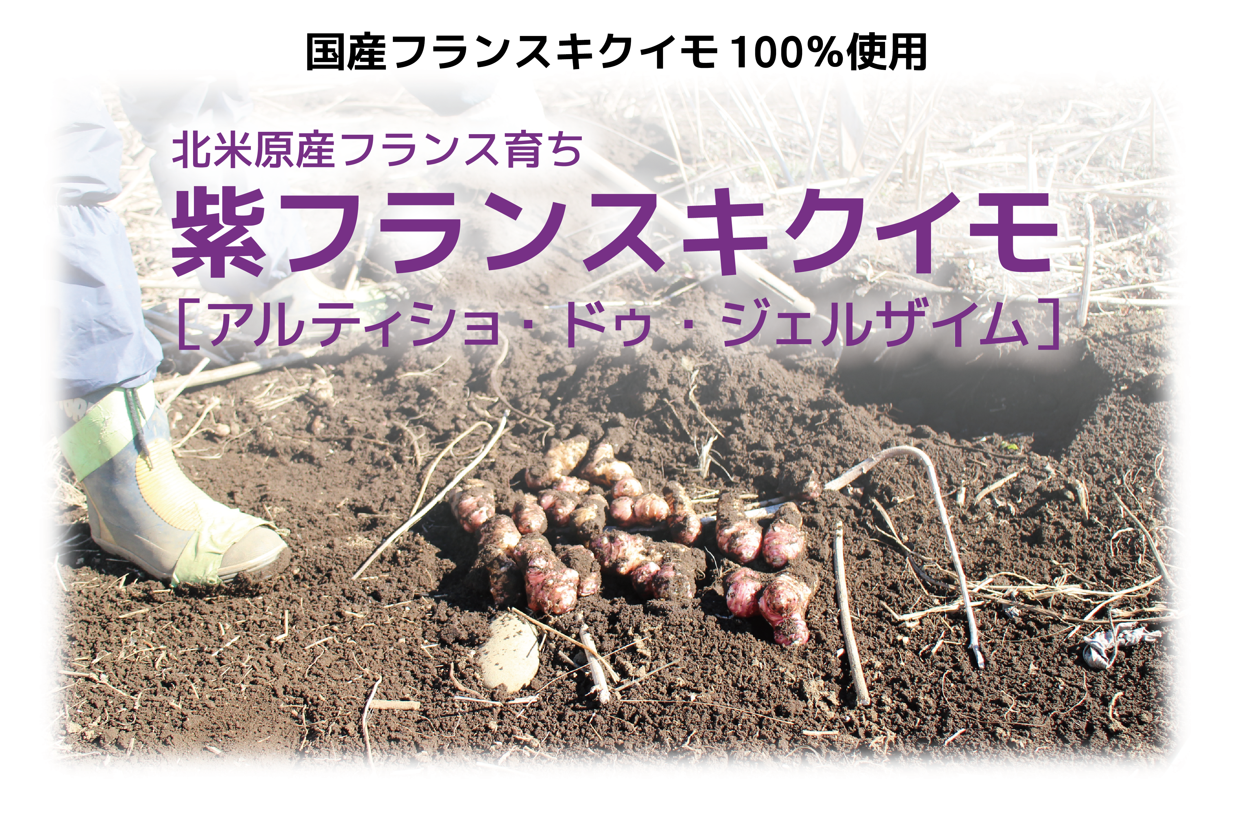 フランスキクイモ キクイモとは 販売元 株式会社アンス フランスキクイモ キクイモとは 販売元 株式会社アンス
